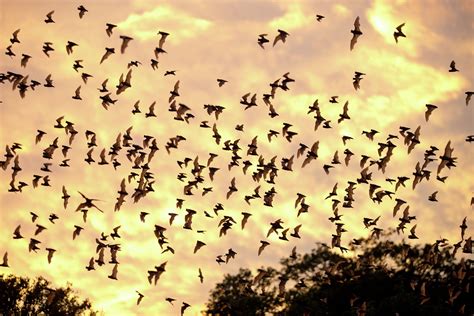 The world's largest bat colony takes flight in Texas tonight