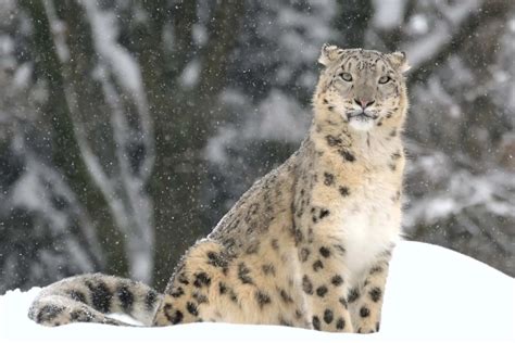 What Biome Does A Snow Leopard Live In? - PeepsBurgh