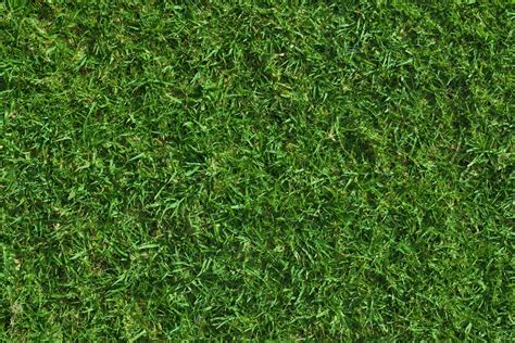 Download Beautiful and vibrant green grass texture | Wallpapers.com