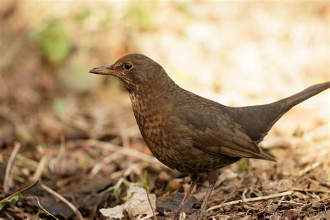 Blackbird (male and female) | Everything is Permuted