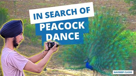 India's National Bird in Motion 😍 Incredible Peacock Dance 🦚 #india ...