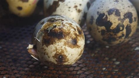 First Time Hatching Coturnix Quail Eggs! - YouTube