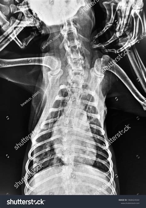 Xray Image Canine Vertebral Disease Dog Stock Photo 1868424544 ...