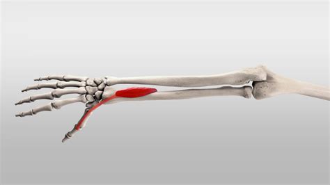 Extensor Pollicis Longus And Extensor Pollicis Brevis