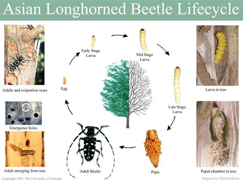 Asian Longhorned Beetle Lifecycle