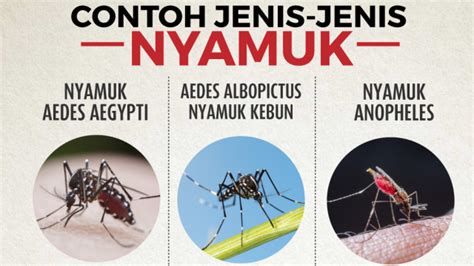 Detail Gambar Nyamuk Aedes Aegypti Koleksi Nomer 42