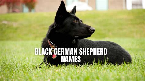 Black German Shepherd Names (List of 1000+ Names) – GSD Colony