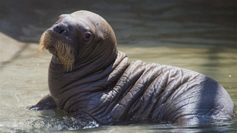 Baby walrus born at SeaWorld Orlando in Florida