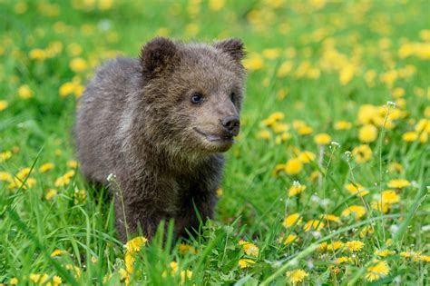 Orphaned Grizzly Bear Cub Befriends Polar Bear Cub at New Zoo Home ...