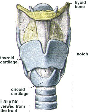 Thyroid cartilage - Location, Anatomy, Function and Pictures - Bodterms