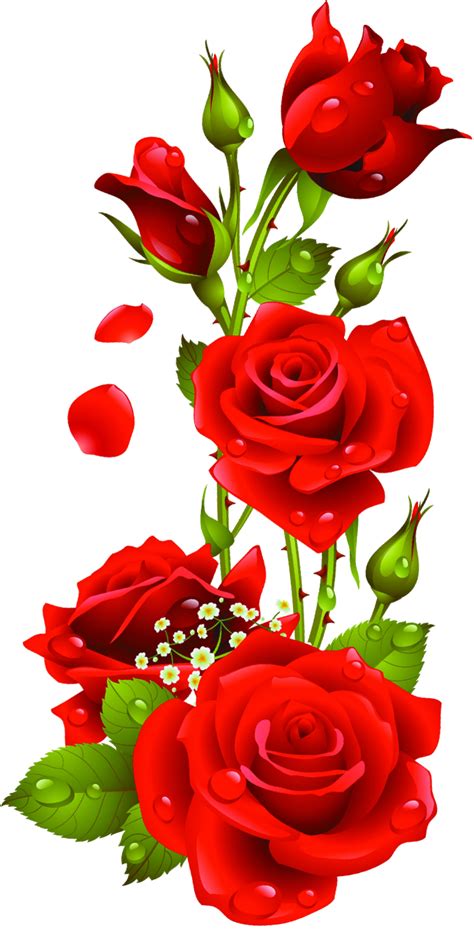 Red Roses Vector, Kyrmyzy gul png resimler, png kyrmyzy gul - Clip Art ...