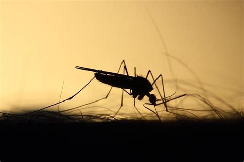 Signs of Mosquito Infestation That You Need to Be Aware Of - Raising ...