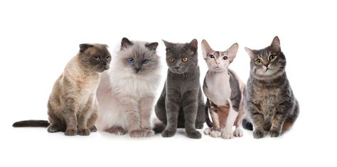 Cat Breeds: How Can I Determine My Cat’s Breed? - Relating to Dogs