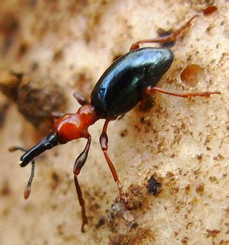 Sweet Potato Weevil from Hawaii - What's That Bug?