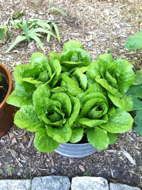 Growing Romaine lettuce in an old galvanized wash tub | Container ...