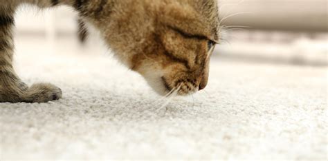 How to Effectively Clean Cat Vomit From Carpets, Rugs, and Furniture ...