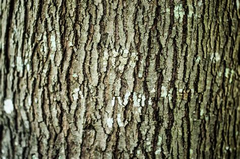 Free photo: Tree bark - Abstract, Surface, Path - Free Download - Jooinn