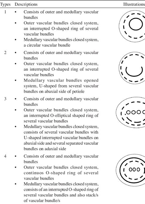 Four types of vascular bundle arrangement found in this study ...