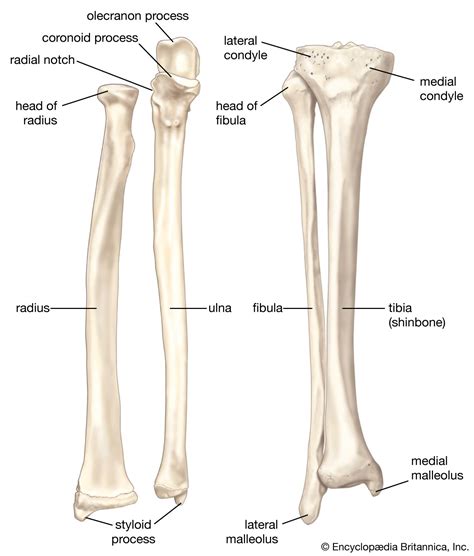 Forearm | anatomy | Britannica