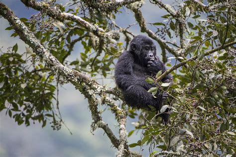 Road Construction Could Harm Mountain Gorilla Conservation,Tourism ...