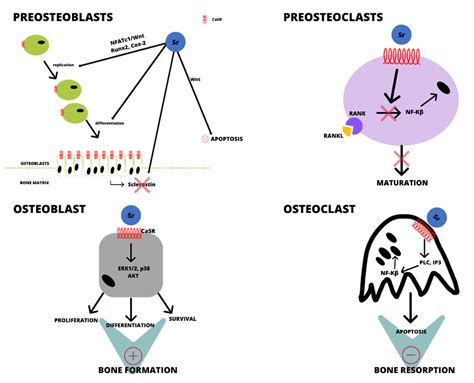 IJMS | Free Full-Text | The Influence of Strontium on Bone Tissue ...