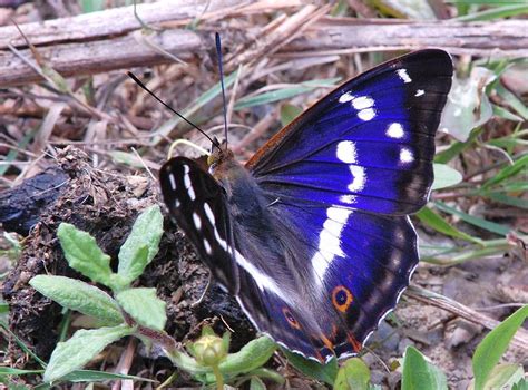 Purple Emperor butterfly Photograph by Colin Knight | Fine Art America