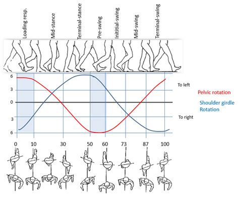 Human gait cycle : some graphs - ArtBot