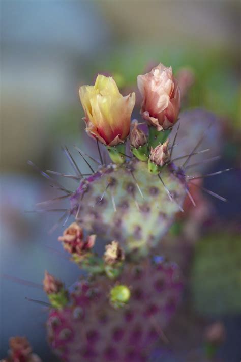 17 Best images about Colorful Cacti on Pinterest | Planters, Strawberry ...