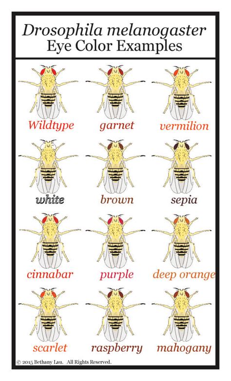 The Marvelous Drosophila: Exciting World of Fruit Fly Genetics ...