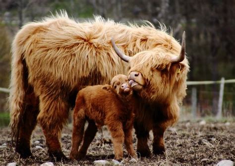 These 50 Highland Cattle Calves Are Just The Cutest