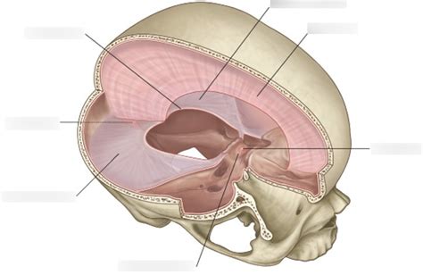 Falx Cerebri Diagram | Quizlet