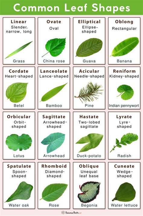 Leaf Names Of Plants That Grow From Leaves