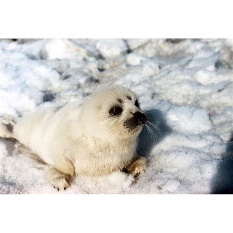 Baby harp seal : r/SmolSeals