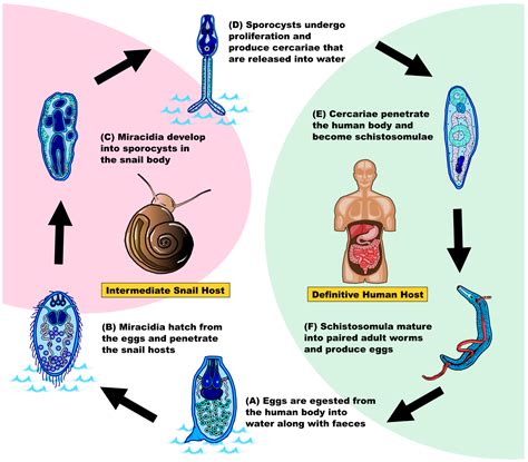 Snail Life Cycle Diagram