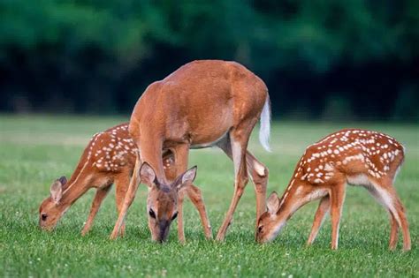 PLANTanswers: Plant Answers > Do Deer Eat Grass?