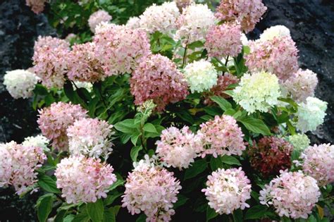 Hydrangeas that bloom reliably in the Indiana landscapes | summer ...