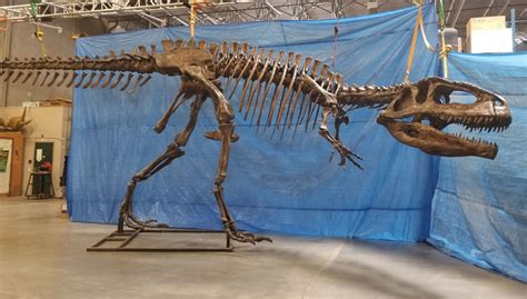 GIGANOTOSAURUS FULL SKELETON ON STEEL FRAME, FOUND IN ARGENTINIA FROM ...