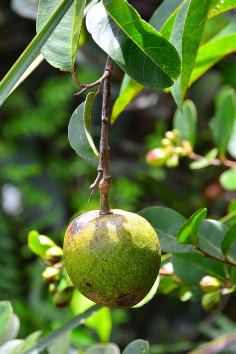 Pond apple hanging from a branch just off the SWA Butterfly Trail, in ...