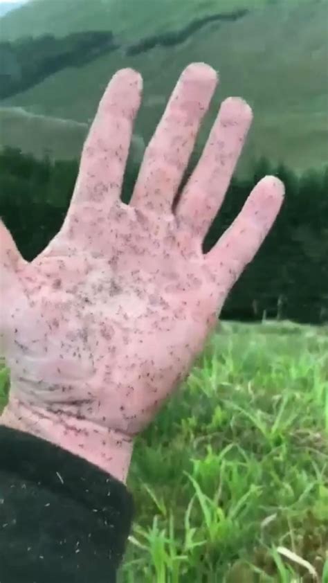 Video shows how midges are causing chaos as Scots claim it is the ...