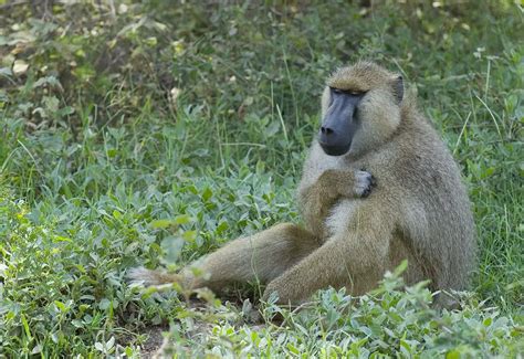 Where do Baboons live? (Baboons' Habitat & Range)