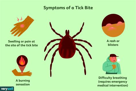 How To Treat Deer Tick Bite On Dog