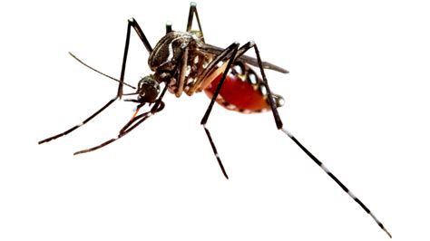 Nyamuk Aedes Aegypti Png - 51+ Koleksi Gambar