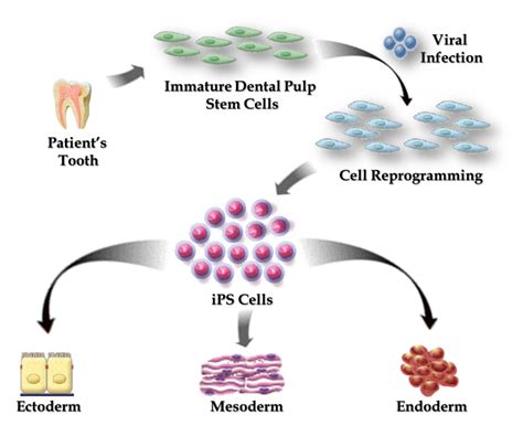 Dental Stem Cell Banking – Choice Dental Clinic