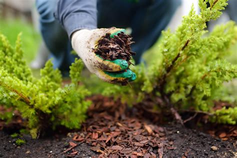 The magic of mulch - Landscape Ontario