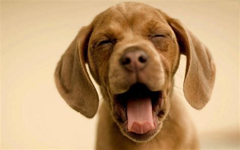 How to Make Your Dog Yawn | Duck Duck Gray Duck