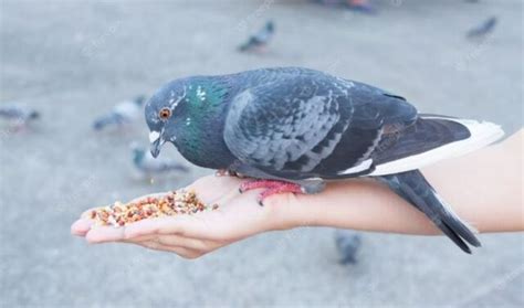 Pigeon Feeding 101: Tips for Nourishing These Feathered Friends - Urban ...