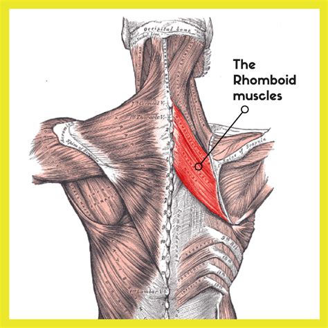 Shoulder pain - rhomboid muscles - Complete Calm Massage Therapy