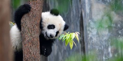 Weird Panda Behavior Explained: Giant Pandas in China