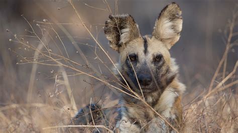 Dogs in the Land of Lions | About | Nature | PBS