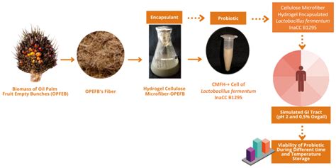 Fermentation | Free Full-Text | Probiotic Properties of Lactobacillus ...